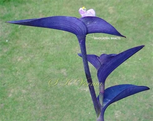  Flowering branch